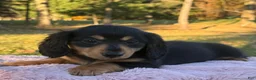 Miniature Dachshund dogs for sale: Etta - Ad 3