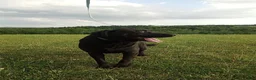 Labrador Retriever dogs for sale: Clarie - Ad 16