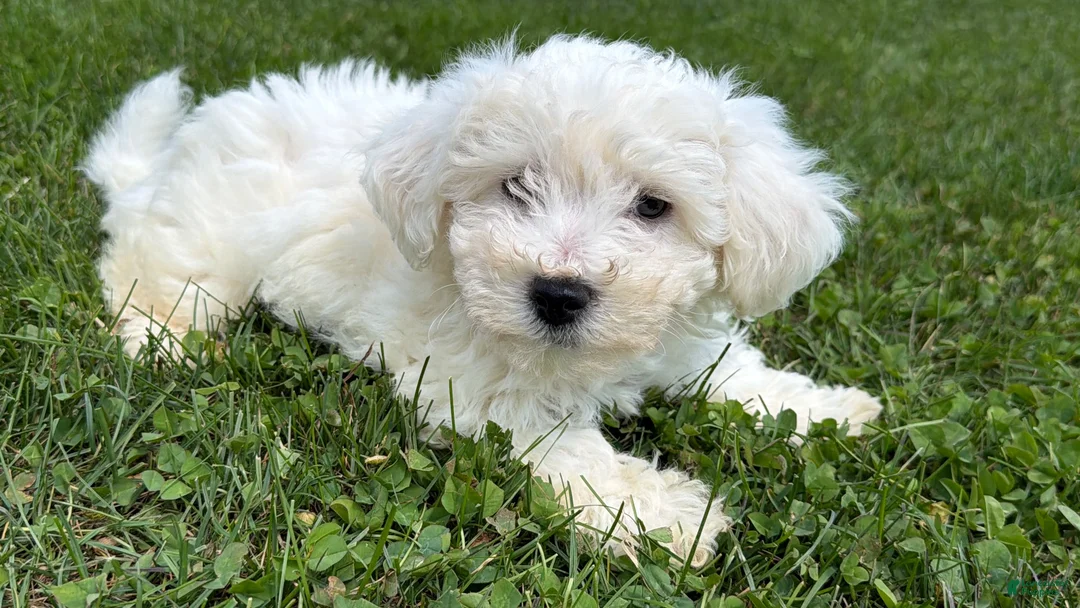 Bichon Frise dogs for sale: Teddy  - Ad 7