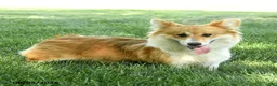 Welsh Corgi Pembroke dogs for sale: Lacey - Ad 3