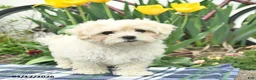 Morkie dogs for sale: Siesta - Ad 3