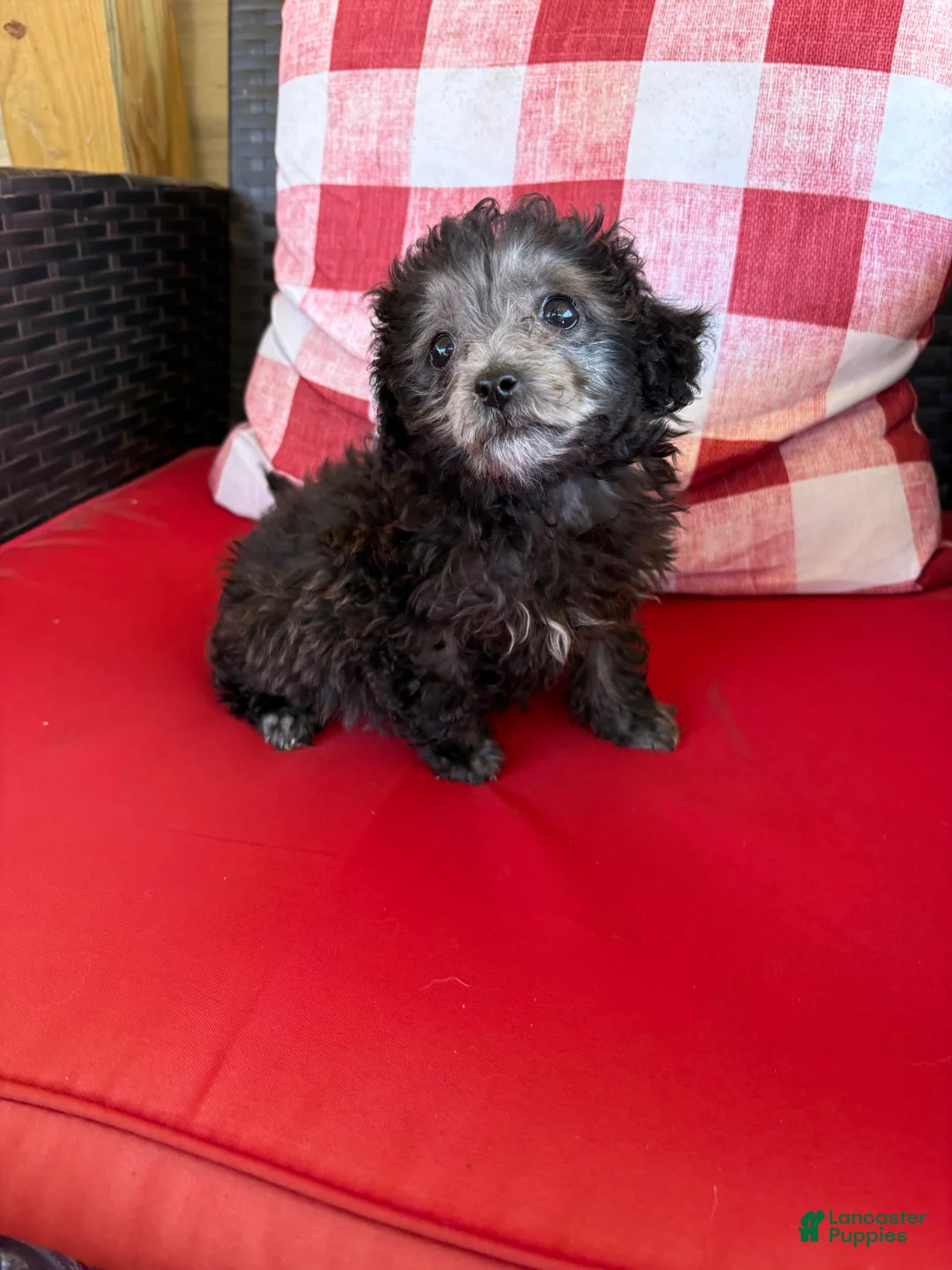 Maltipoo dogs for sale: Maltipoo Puppy 2 - Ad 2