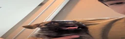 Pug dogs for sale: Brindle pug - Ad 6