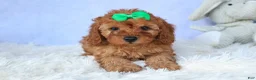 Cavapoo dogs for sale: TRAVIS - Ad 14