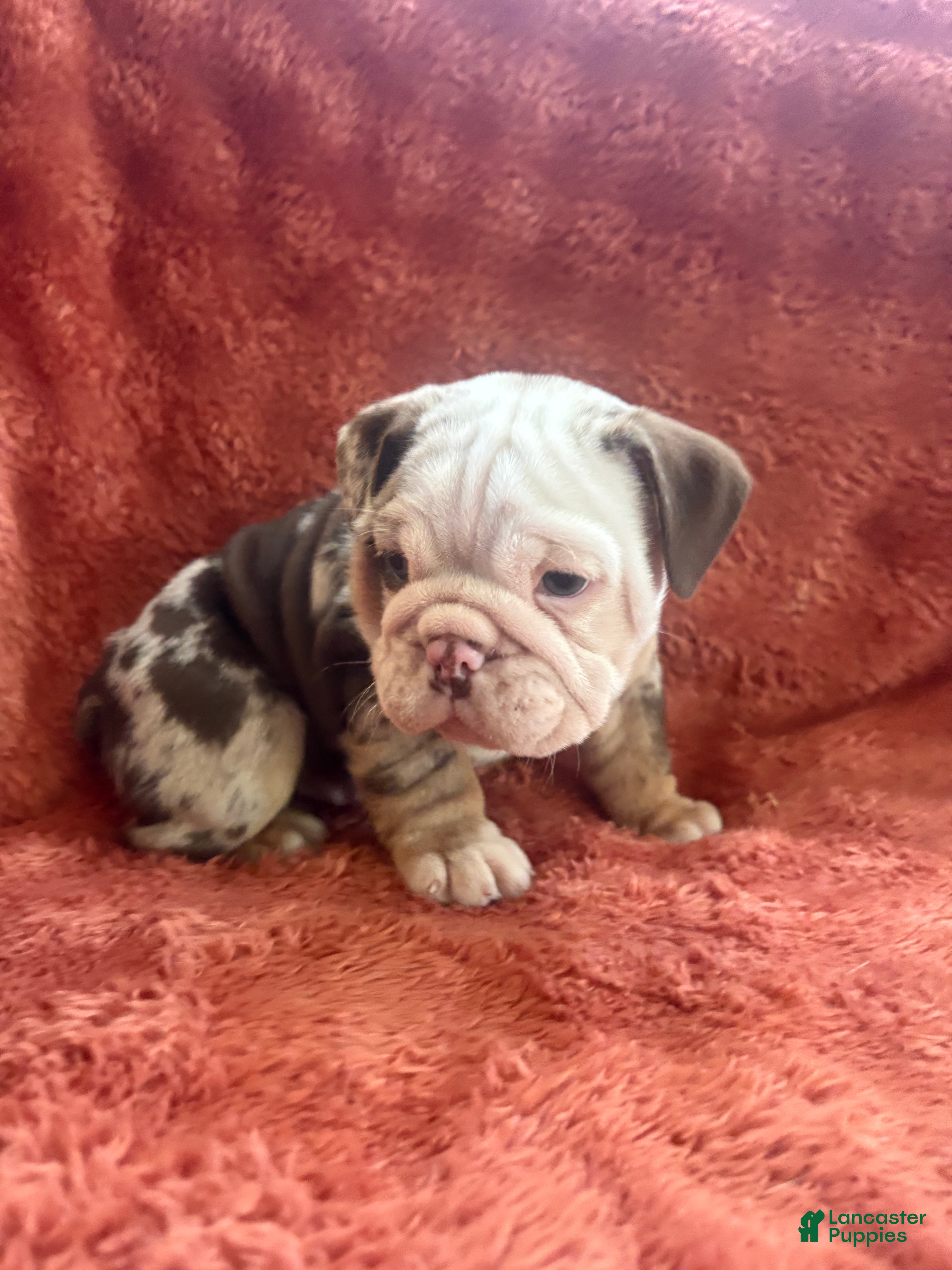 English Bulldog dogs Charlie Brown  - Ad 1