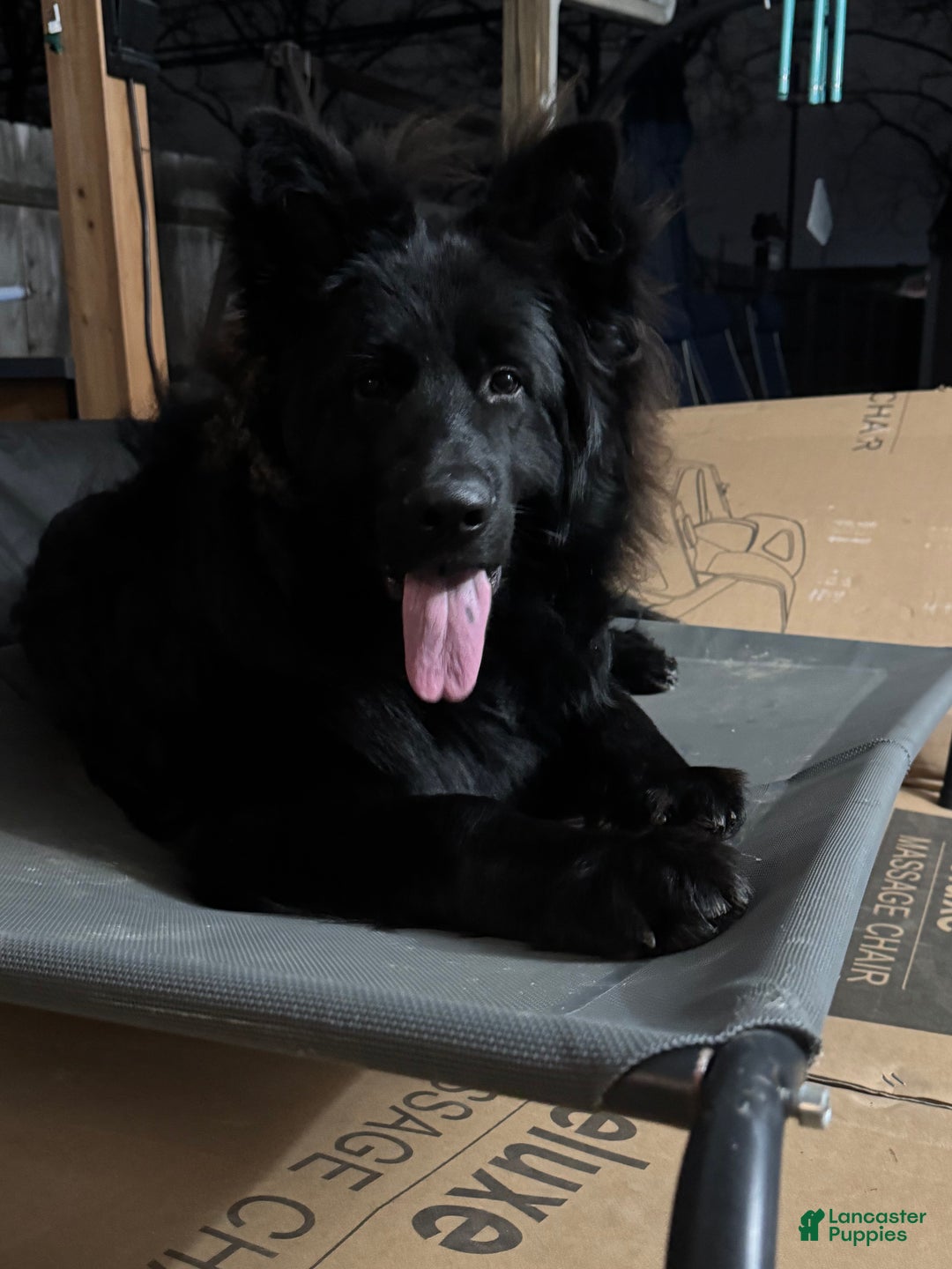 German Shepherd dogs for sale: Simba - Ad 8