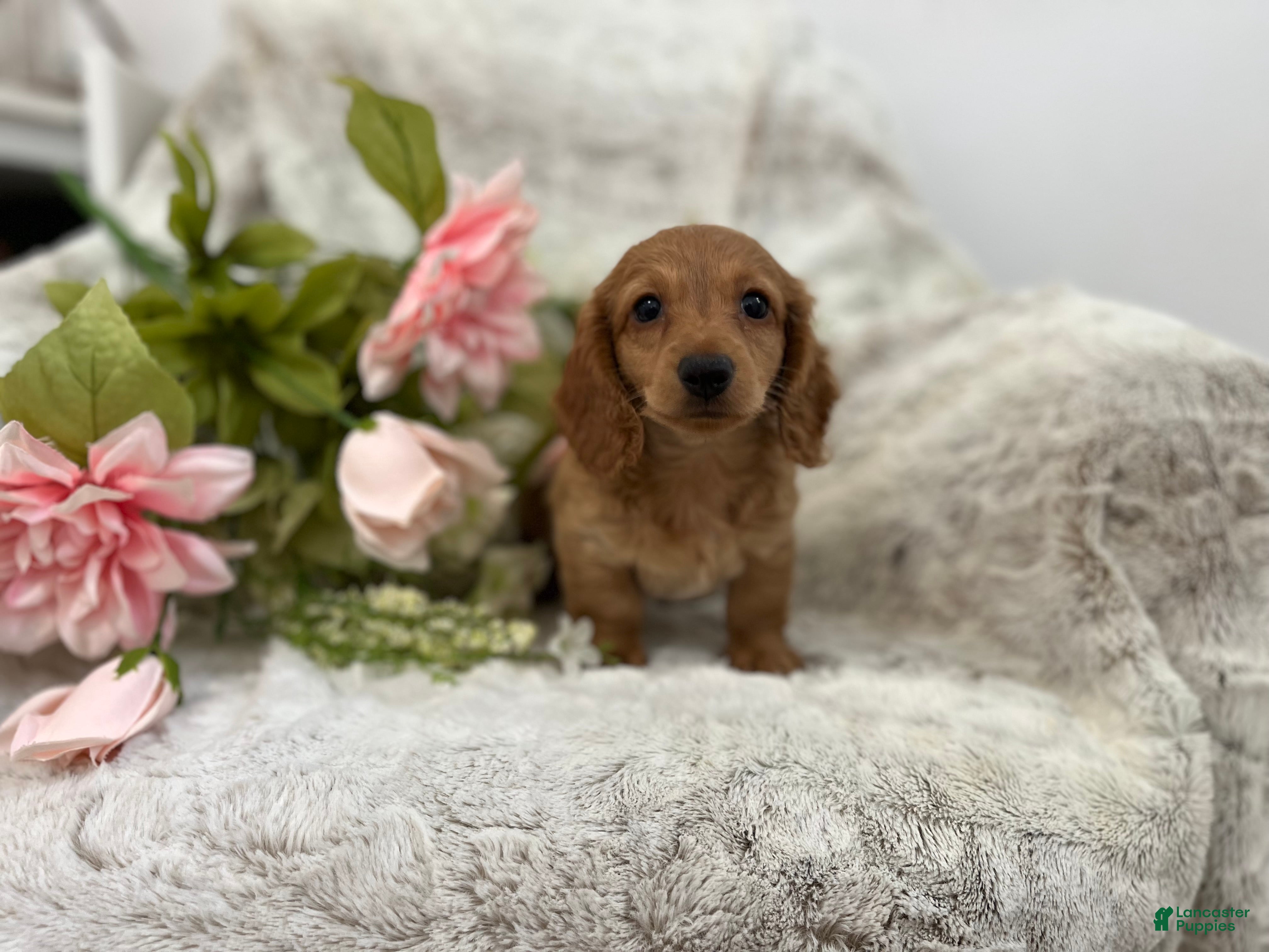 Dachshund dogs Carmen  - Ad 2