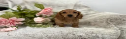 Dachshund dogs for sale: Carmen  - Ad 7