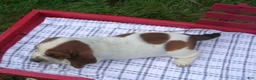 Basset Hound dogs for sale: Sam - Ad 3