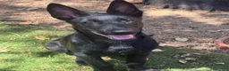 Belgian Malinois dogs for sale: OSA #2 - Ad 16