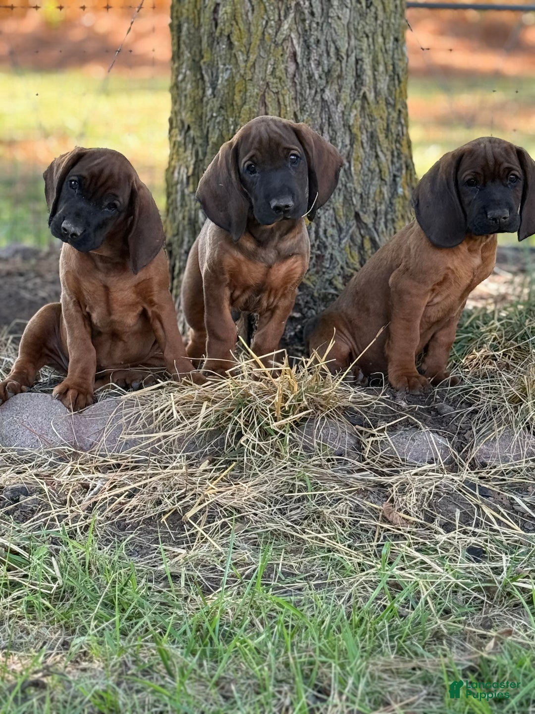 Bernese Mountain Dog dogs for sale: Bavarian Mountain Dog Puppy 1 - Ad 1
