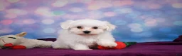Maltese dogs for sale: Cash - Ad 10