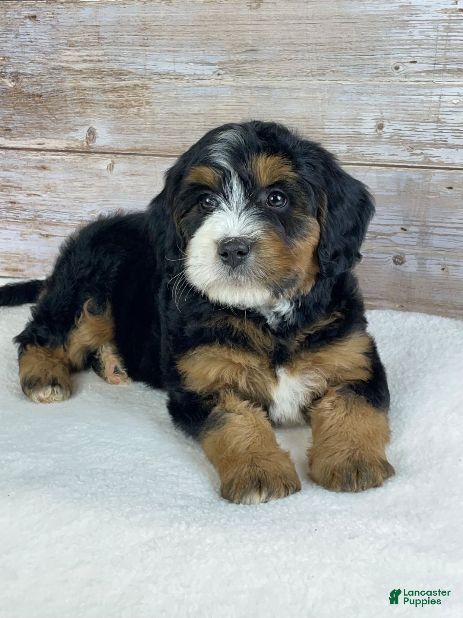 Bernedoodle dogs Maggie - Ad 1