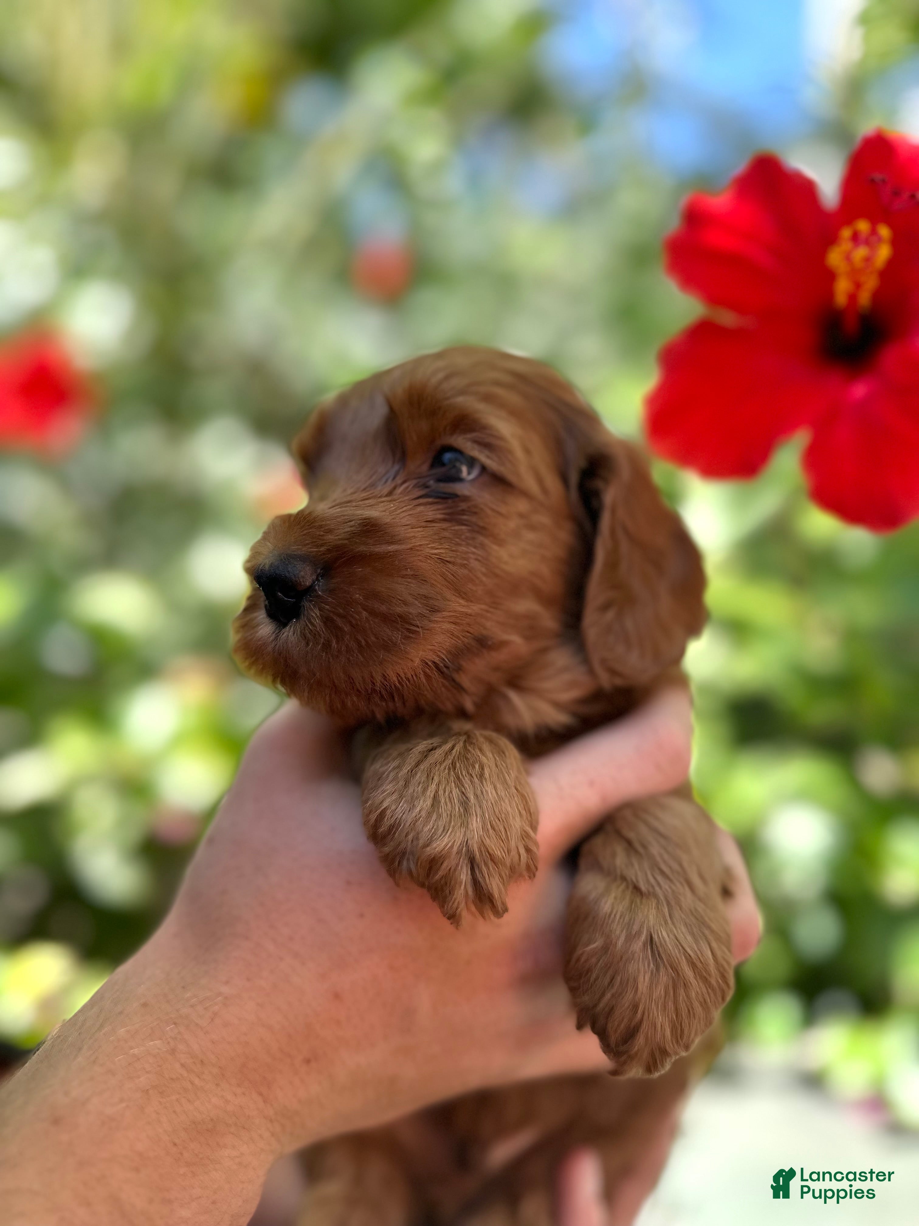 Australian Labradoodle dogs for sale: Skippy - Ad 3