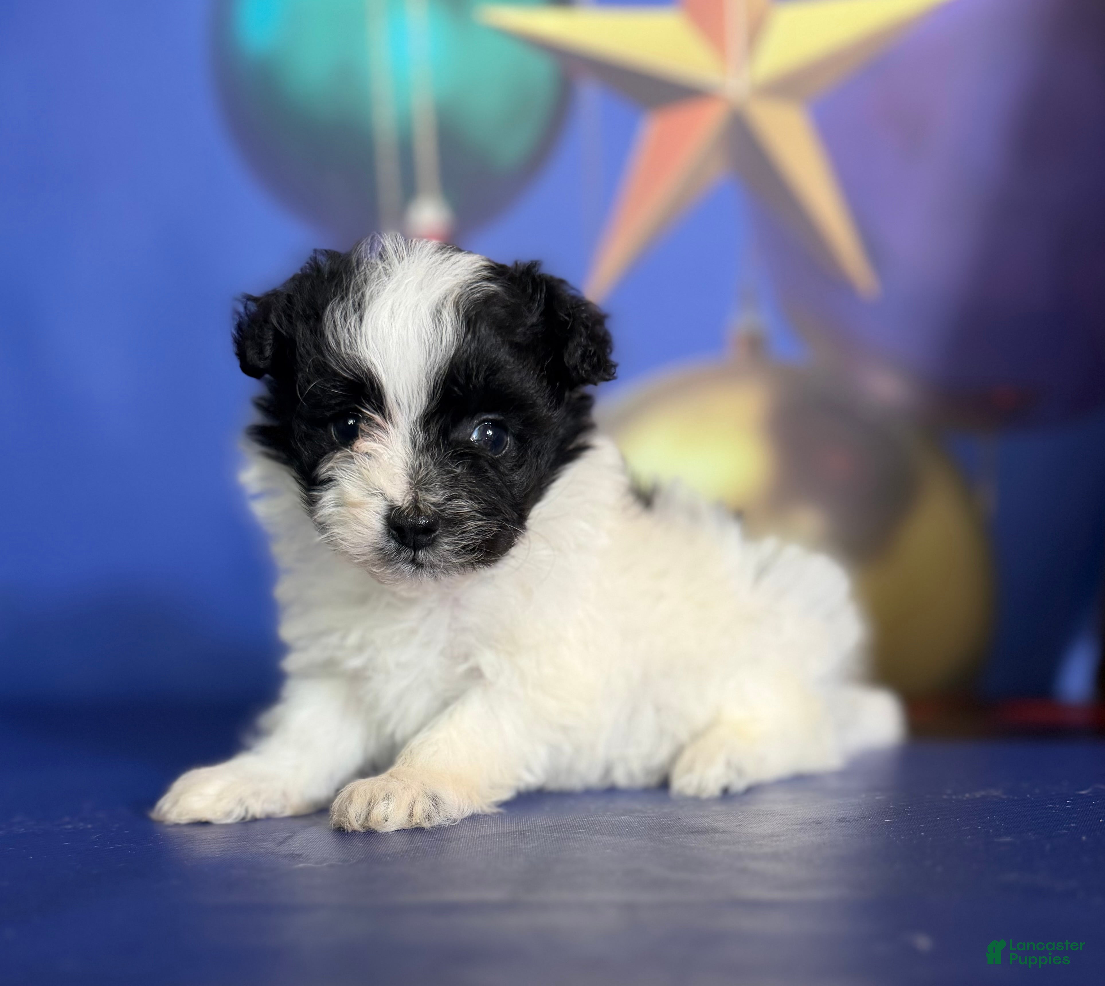 Pomapoo dogs Cruella - Ad 28