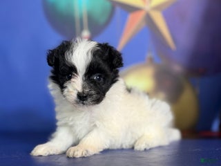 Pomapoo dogs Cruella - Ad 28