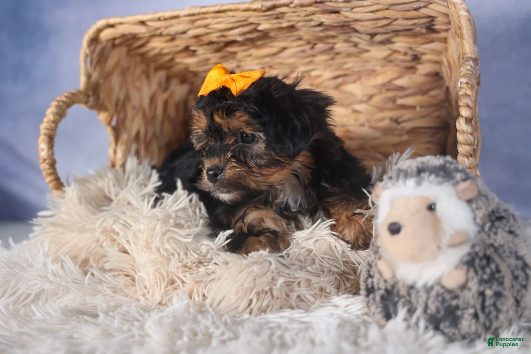 Yorkiepoo dogs for sale: JACK - Ad 4