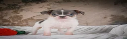 Chihuahua dogs for sale: Alex - Ad 17