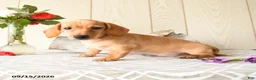 Miniature Dachshund dogs for sale: Titus - Ad 5