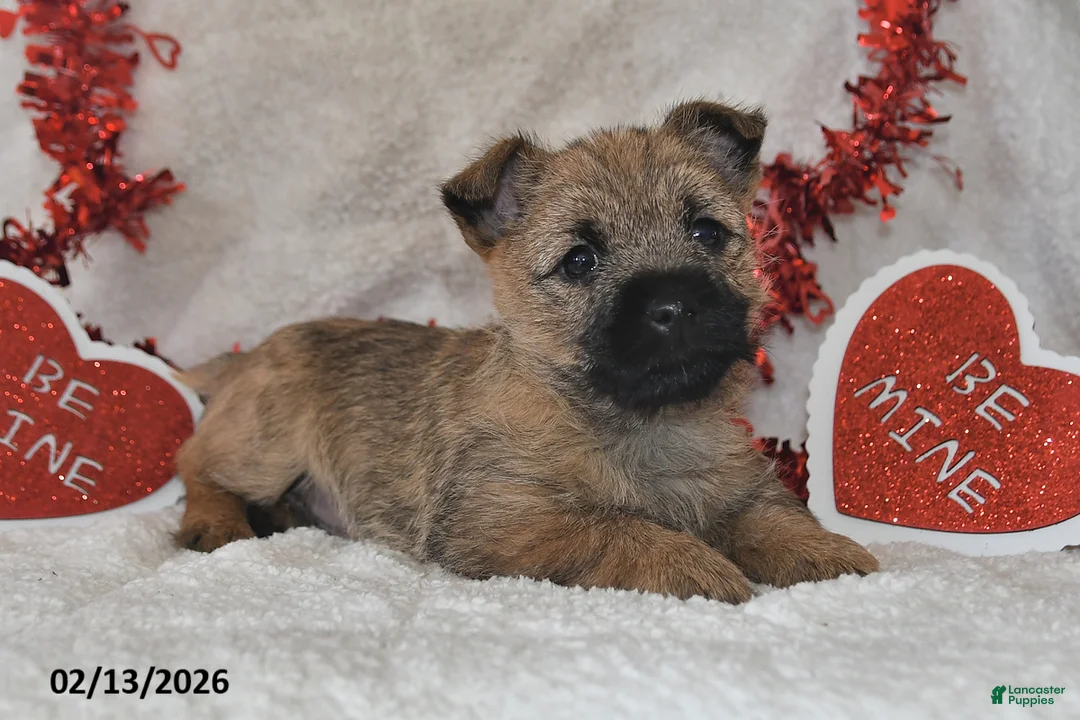 Cairn Terrier dogs for sale: Tundra - Ad 4
