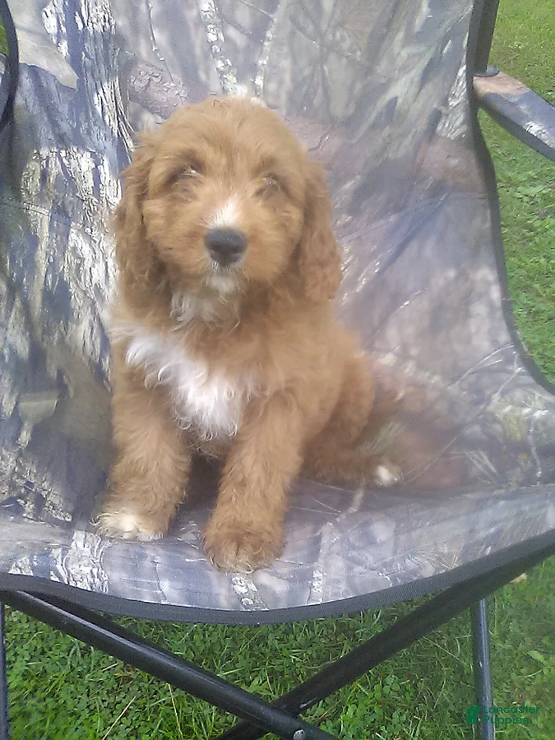 Cavapoo dogs for sale: Max - Ad 2
