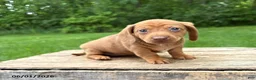 Dachshund dogs for sale: Raine - Ad 3