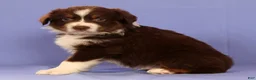 Miniature Australian Shepherd dogs for sale: Mark - Ad 5