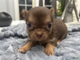 Chihuahua dogs for sale: Chihuahua Puppy 4 - Ad 4
