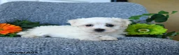 Maltese dogs for sale: Muffin - Ad 3