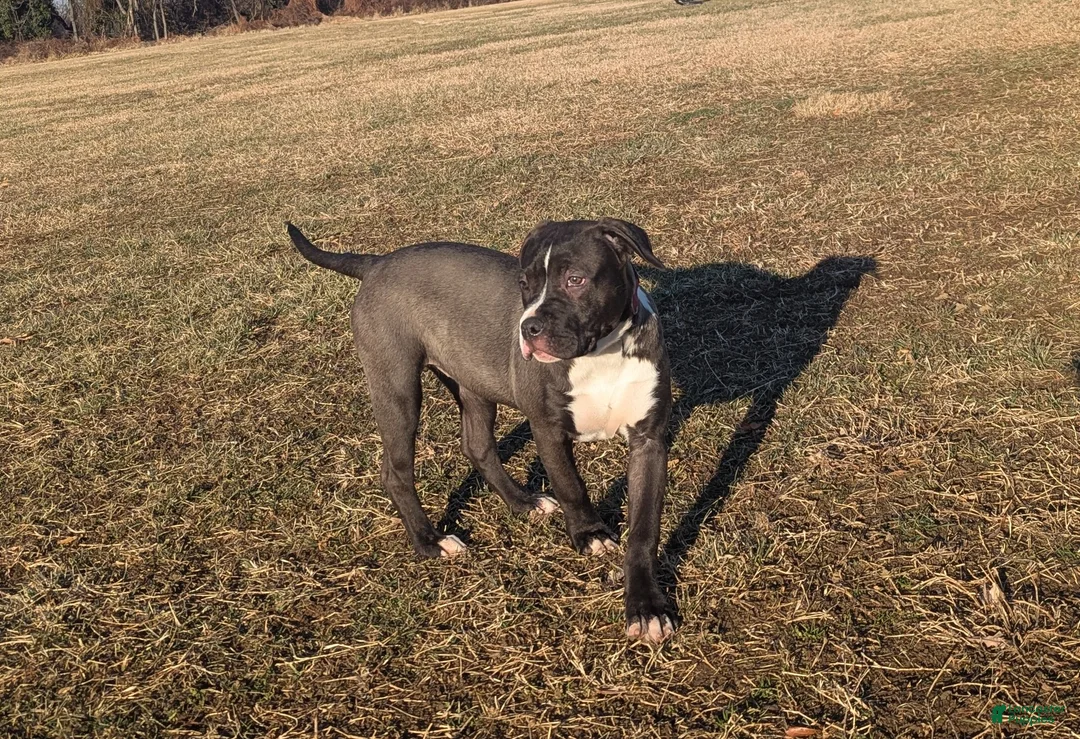American Bully dogs for sale: Rage - Ad 13