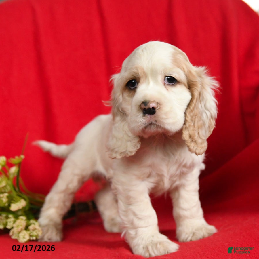 English Cocker Spaniel dogs Lionel - Ad 1