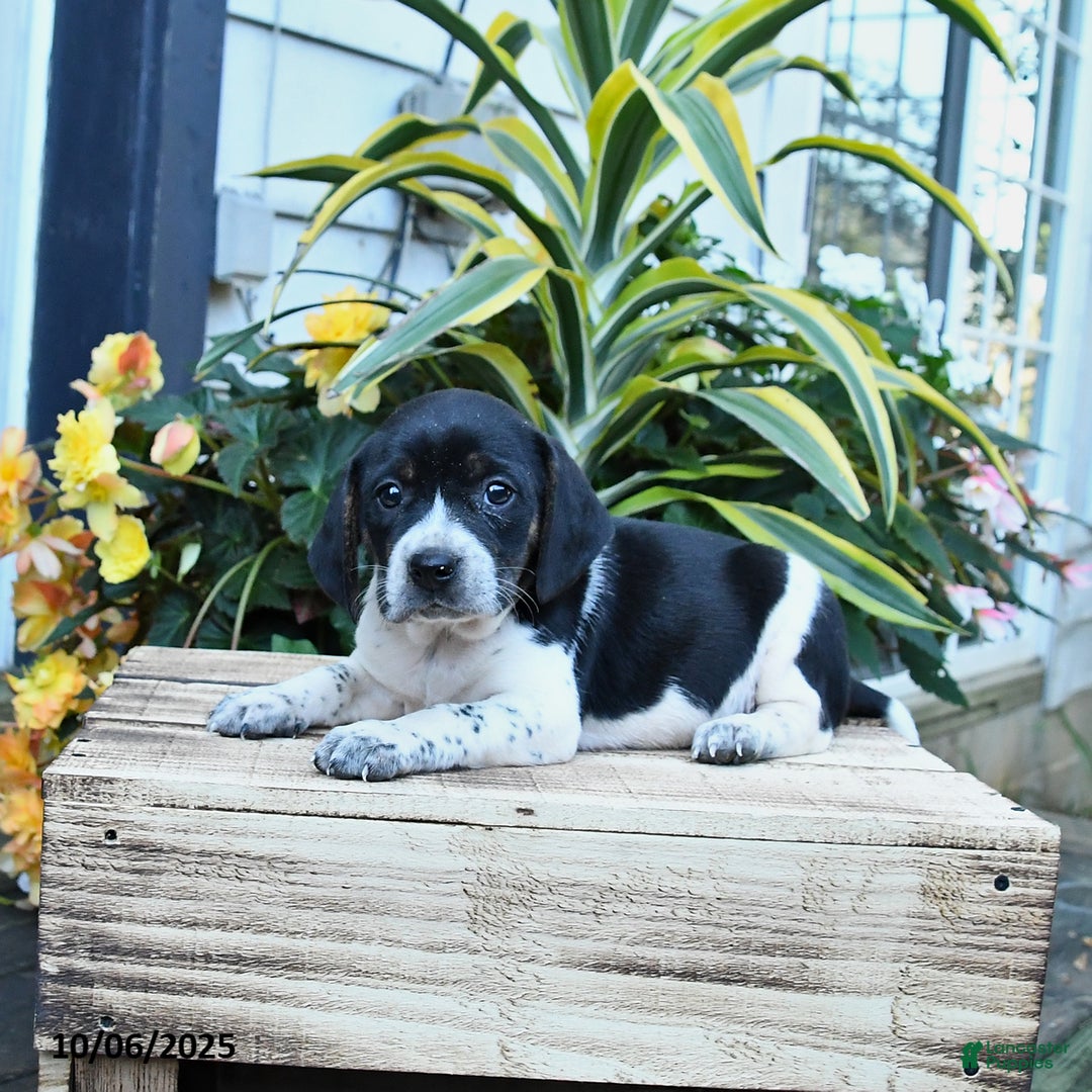 Mixed Breed dogs for sale: Emma - Ad 4