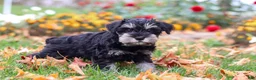 Miniature Schnauzer dogs for sale: Rowan - Ad 2