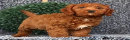 Cavapoo dogs for sale: Mia - Ad 1
