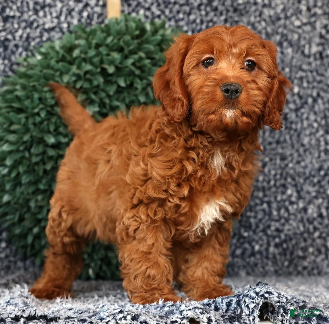 Cavapoo dogs for sale: Mia - Ad 1