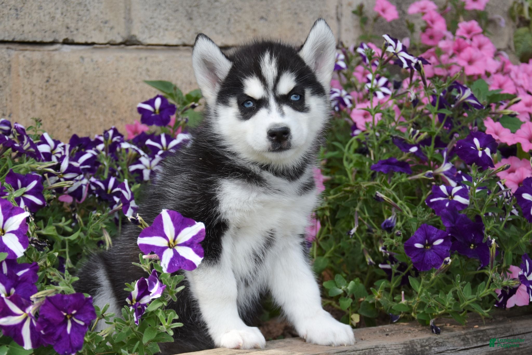 Siberian Husky dogs Erika  - Ad 1