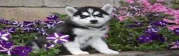 Siberian Husky dogs for sale: Erika  - Ad 1
