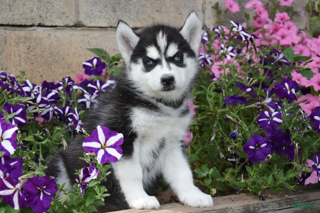 Siberian Husky dogs for sale: Erika  - Ad 1