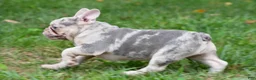 French Bulldog dogs for sale: Rosie - Ad 9