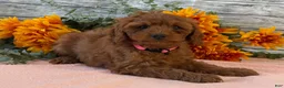Cavapoo dogs for sale: Echo - Ad 3