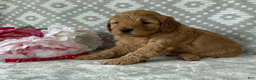 Goldendoodle dogs for sale: Rose - Ad 2