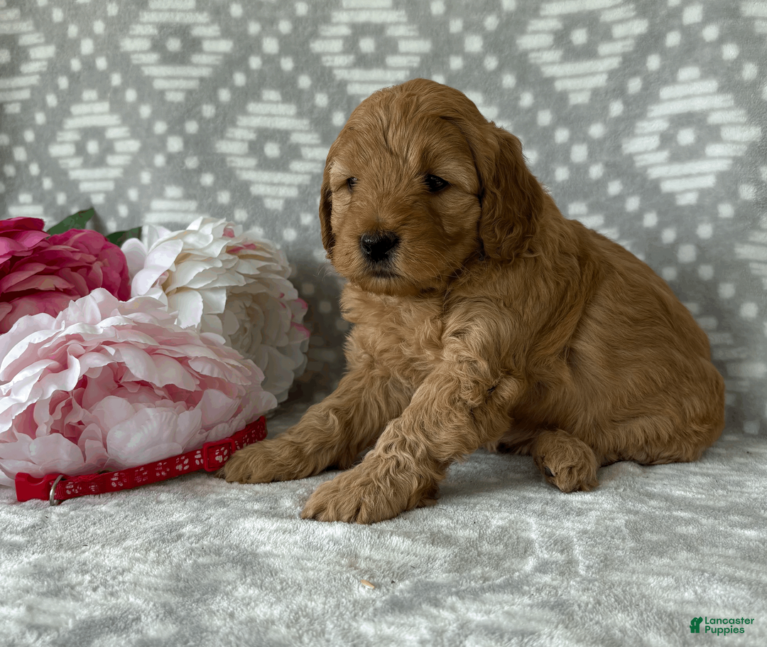 Goldendoodle dogs for sale: Rose - Ad 2