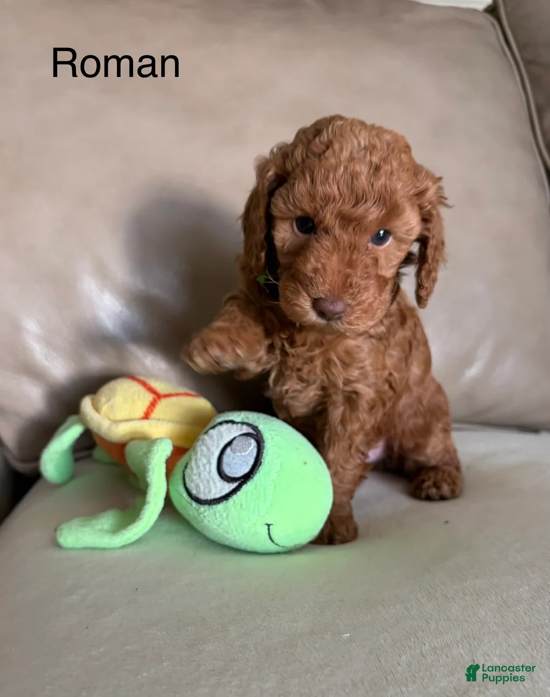 Miniature Poodle dogs for sale: Roman - Ad 1