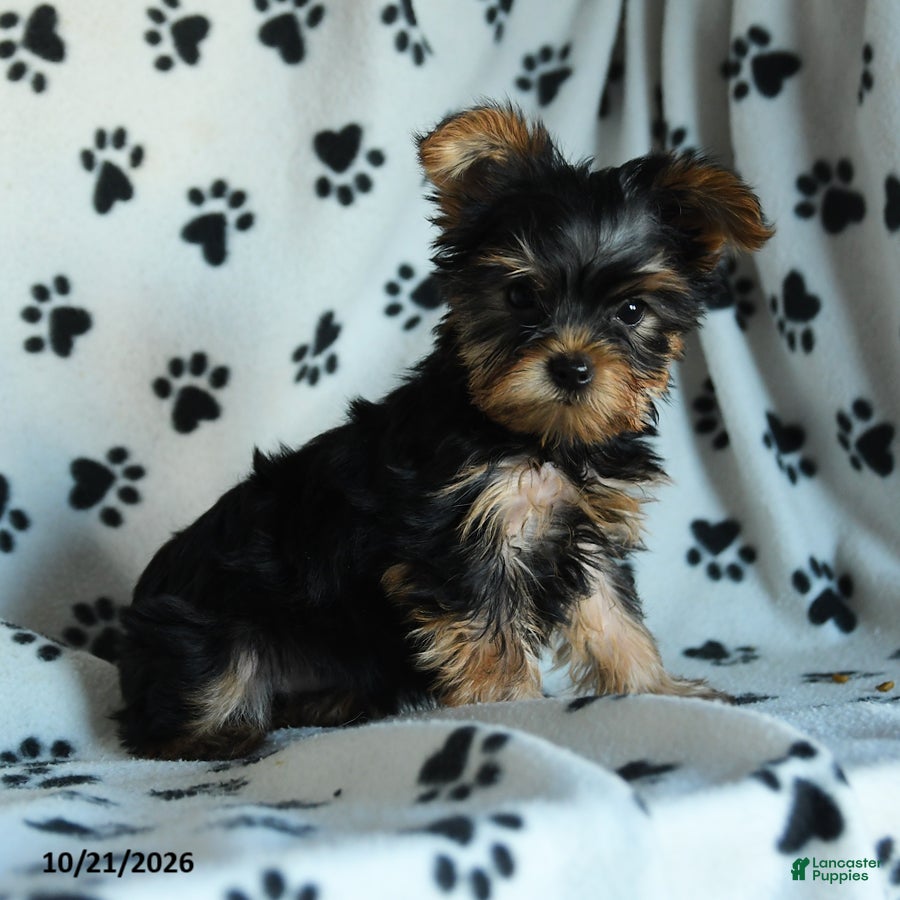 Yorkshire Terrier dogs Greg - Ad 2
