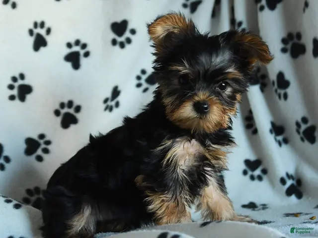 Yorkshire Terrier dogs Greg - Ad 2