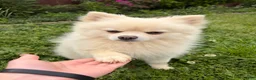 Pomeranian dogs for sale: Gucci - Ad 6