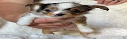 Chihuahua dogs for sale: Bonita (Bonnie) - Ad 7