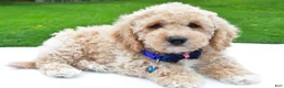 Bichpoo dogs for sale: Lyndon - Ad 2