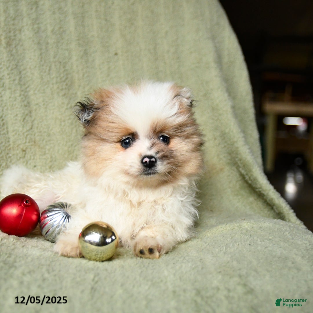 Pomeranian dogs for sale: Reggie - Ad 2