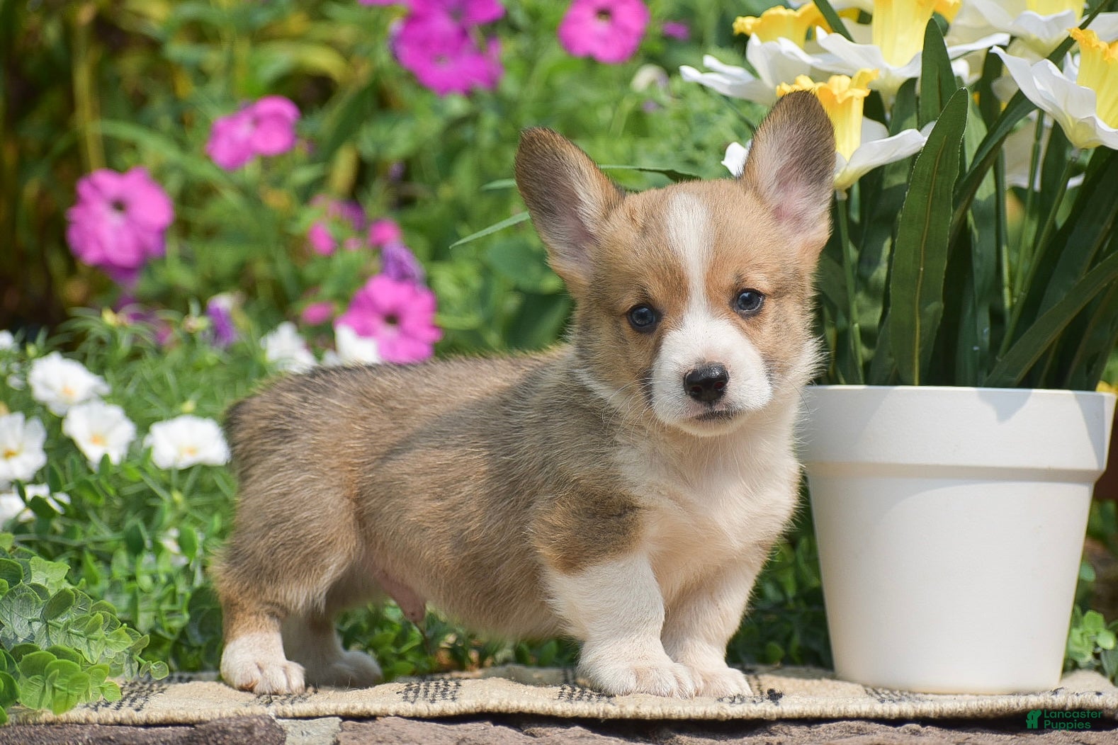 Welsh Corgi Pembroke dogs Cyrus - Ad 1